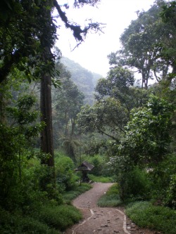 Greenery around Japan Cave